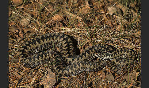 Kreuzotter (Vipera berus)