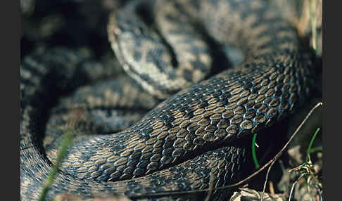 Kreuzotter (Vipera berus)