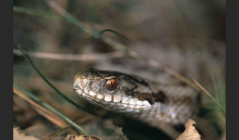 Kreuzotter (Vipera berus)