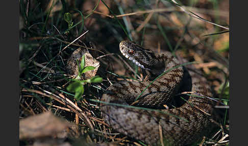 Kreuzotter (Vipera berus)