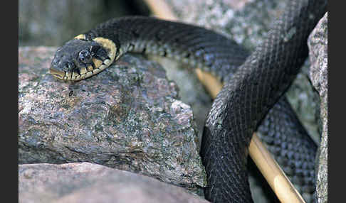 Ringelnatter (Natrix natrix)