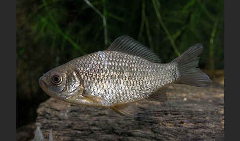 Karausche (Carassius carassius)