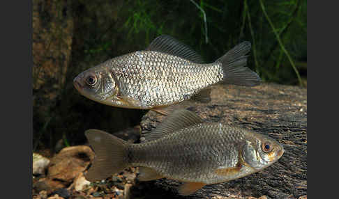 Karausche (Carassius carassius)