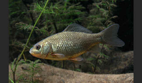 Karausche (Carassius carassius)