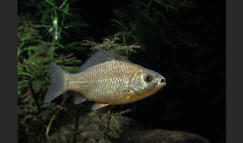 Karausche (Carassius carassius)