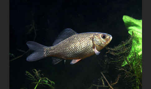 Karausche (Carassius carassius)