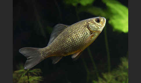 Karausche (Carassius carassius)