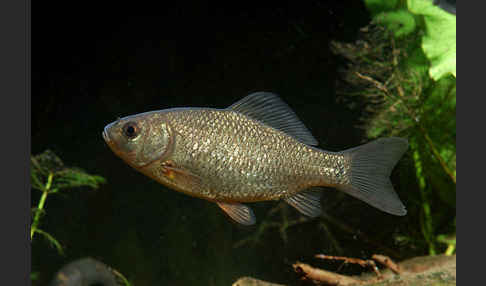 Karausche (Carassius carassius)