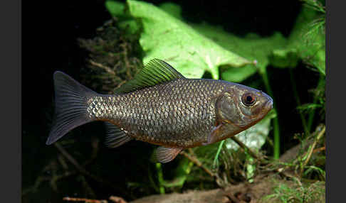 Karausche (Carassius carassius)