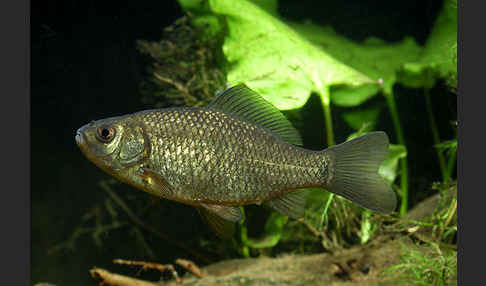 Karausche (Carassius carassius)