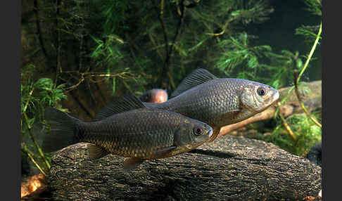 Karausche (Carassius carassius)