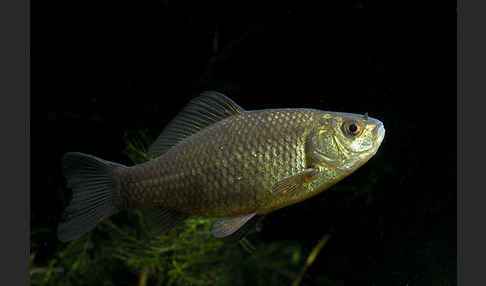 Karausche (Carassius carassius)