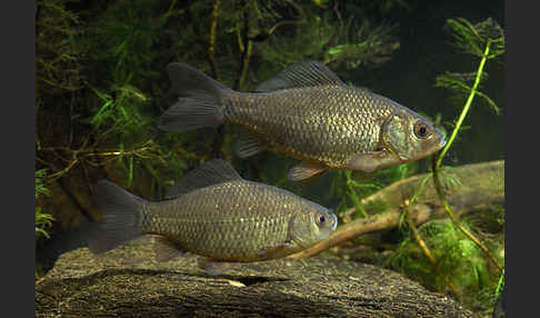 Karausche (Carassius carassius)