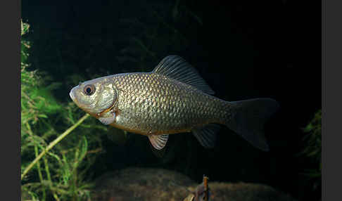 Karausche (Carassius carassius)