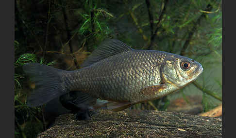 Karausche (Carassius carassius)