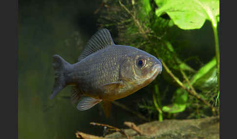 Karausche (Carassius carassius)