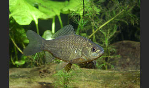 Karausche (Carassius carassius)