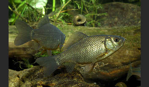 Karausche (Carassius carassius)