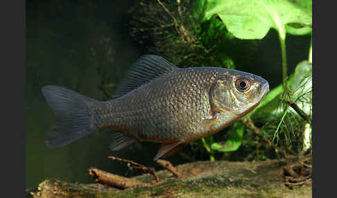 Karausche (Carassius carassius)