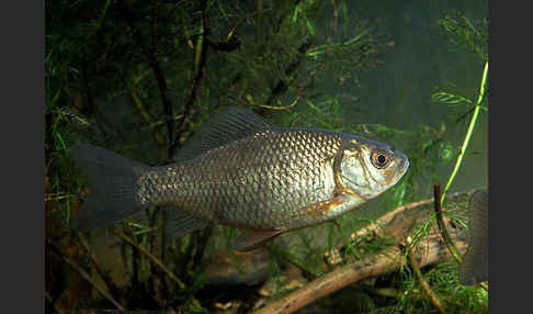 Karausche (Carassius carassius)