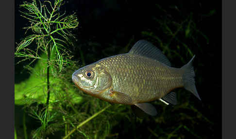 Karausche (Carassius carassius)