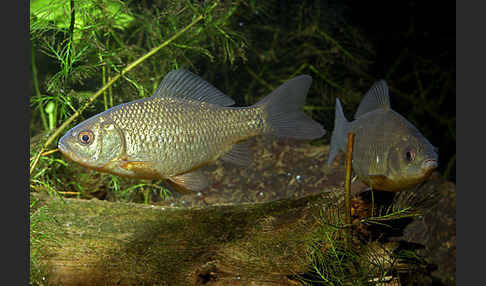 Karausche (Carassius carassius)