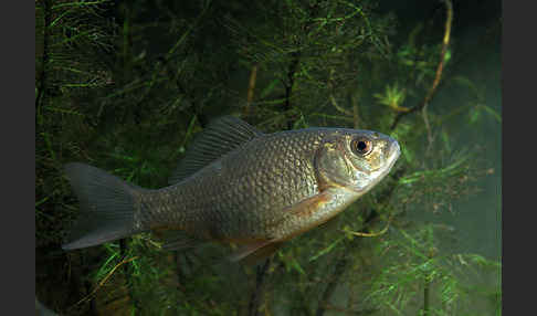 Karausche (Carassius carassius)