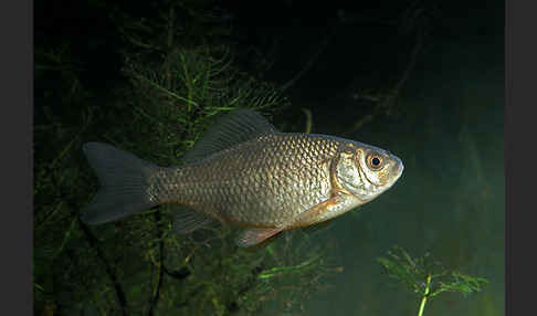 Karausche (Carassius carassius)