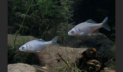 Bitterling (Rhodeus sericeus amarus)