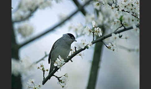 Mönchsgrasmücke (Sylvia atricapilla)