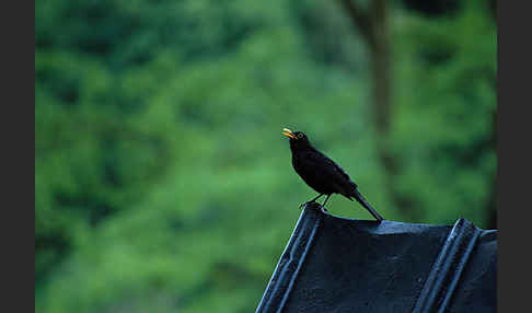 Amsel (Turdus merula)