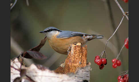 Kleiber (Sitta europaea)