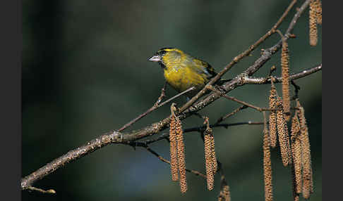 Erlenzeisig (Carduelis spinus)