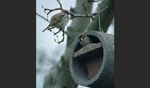 Feldsperling (Passer montanus)