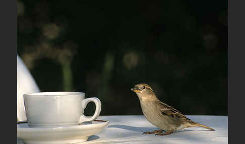 Haussperling (Passer domesticus)