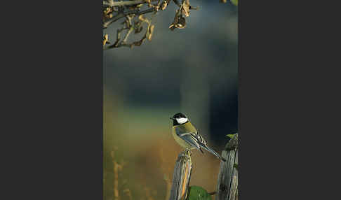 Kohlmeise (Parus major)