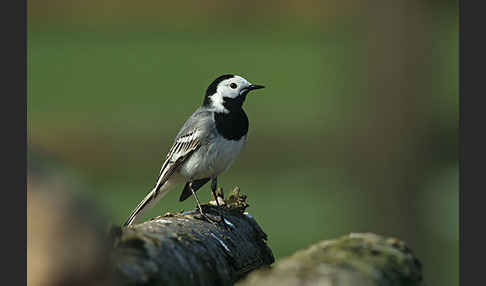 Bachstelze (Motacilla alba)