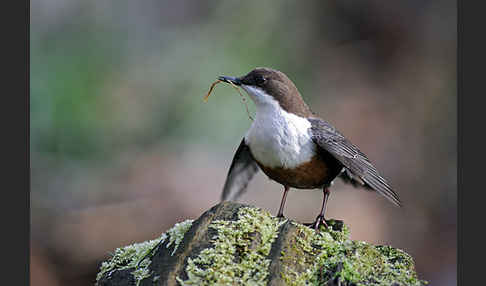 Wasseramsel (Cinclus cinclus)