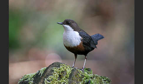 Wasseramsel (Cinclus cinclus)