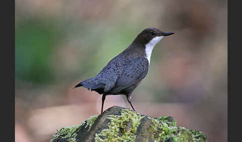 Wasseramsel (Cinclus cinclus)