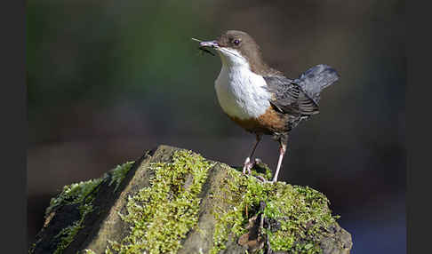 Wasseramsel (Cinclus cinclus)