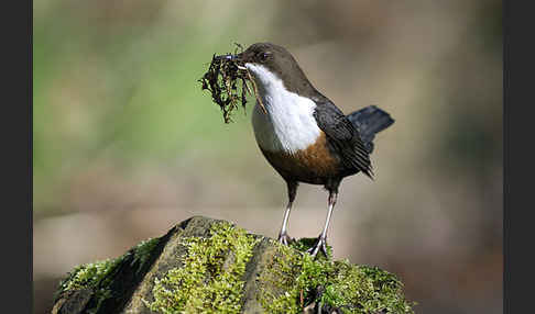 Wasseramsel (Cinclus cinclus)