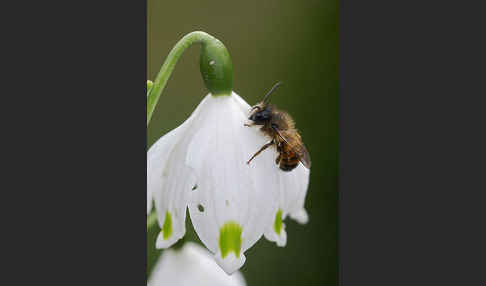 Rote Mauerbiene (Osmia bicornis)