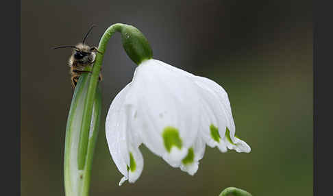 Rote Mauerbiene (Osmia bicornis)