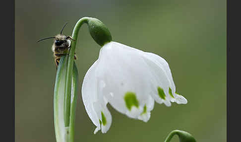 Rote Mauerbiene (Osmia bicornis)