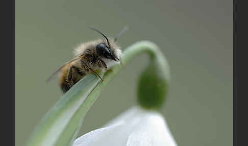 Rote Mauerbiene (Osmia bicornis)