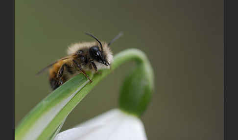 Rote Mauerbiene (Osmia bicornis)