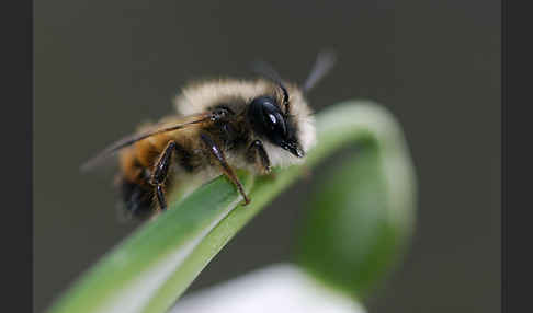 Rote Mauerbiene (Osmia bicornis)