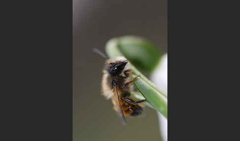 Rote Mauerbiene (Osmia bicornis)