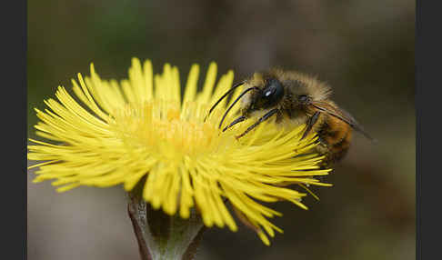 Rote Mauerbiene (Osmia bicornis)